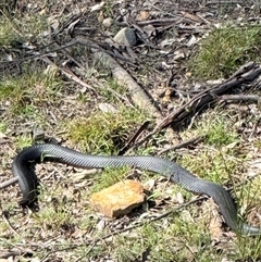 Pseudechis porphyriacus (Red-bellied Black Snake) at Bucketty, NSW - 17 Sep 2025 by MartinPredavec