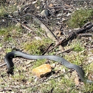 Pseudechis porphyriacus (Red-bellied Black Snake) at Bucketty, NSW - 17 Sep 2025 by MartinPredavec
