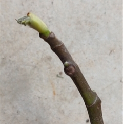 Ficus carica (Fig) at Watson, ACT - 15 Sep 2025 by MPW