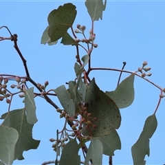 Eucalyptus polyanthemos (Red Box) at Wodonga, VIC - 17 Sep 2025 by KylieWaldon