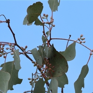 Eucalyptus polyanthemos (Red Box) at Wodonga, VIC - 17 Sep 2025 by KylieWaldon