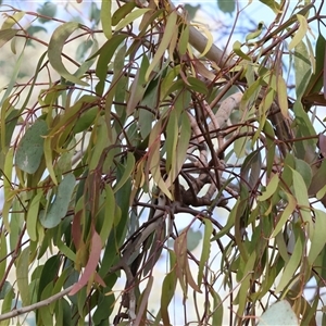 Amyema miquelii at Wodonga, VIC - 17 Sep 2025 by KylieWaldon