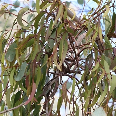 Amyema miquelii at Wodonga, VIC - 17 Sep 2025 by KylieWaldon