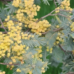 Acacia baileyana at Wodonga, VIC - 17 Sep 2025 by KylieWaldon