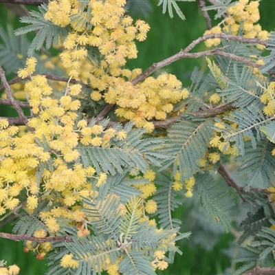 Acacia baileyana at Wodonga, VIC - 17 Sep 2025 by KylieWaldon
