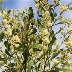Acacia buxifolia subsp. buxifolia at Wodonga, VIC - 17 Sep 2025 by KylieWaldon