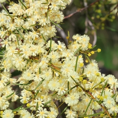 Acacia genistifolia at Wodonga, VIC - 17 Sep 2025 by KylieWaldon