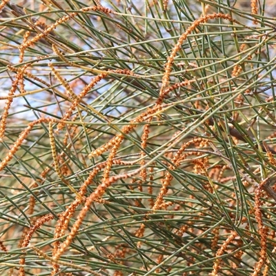 Casuarina cunninghamiana subsp. cunninghamiana at Wodonga, VIC - 17 Sep 2025 by KylieWaldon