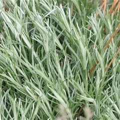 Senecio quadridentatus at Wodonga, VIC - 17 Sep 2025 by KylieWaldon