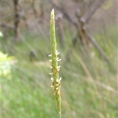 Alloteropsis semialata at Shannondale, NSW - 8 Nov 2008 by PEdwards