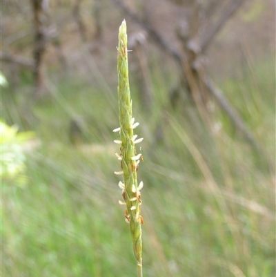 Alloteropsis semialata at Shannondale, NSW - 8 Nov 2008 by PEdwards