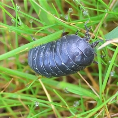 Armadillidium vulgare at Wodonga, VIC - 17 Sep 2025 by KylieWaldon