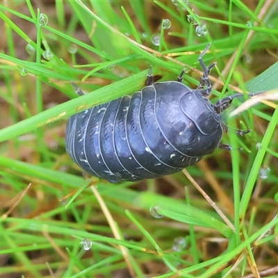 Armadillidium vulgare at Wodonga, VIC - 17 Sep 2025 by KylieWaldon