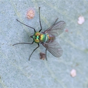 Dolichopodidae (family) (Unidentified Long-legged fly) at Wodonga, VIC - 17 Sep 2025 by KylieWaldon