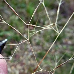 Unverified Grass at Shannondale, NSW - 17 Sep 2025 by PEdwards