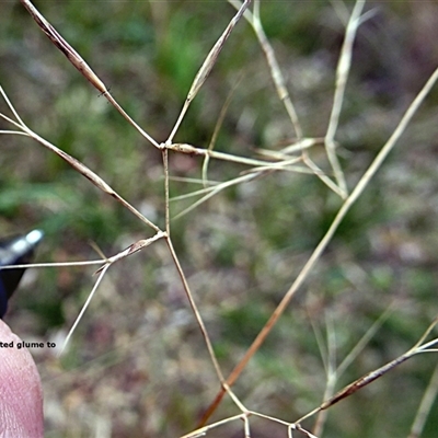 Unverified Grass at Shannondale, NSW - 17 Sep 2025 by PEdwards