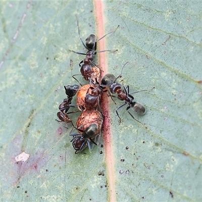 Iridomyrmex purpureus (Meat Ant) at Wodonga, VIC - 17 Sep 2025 by KylieWaldon