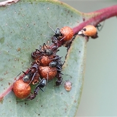 Iridomyrmex purpureus at Wodonga, VIC - 17 Sep 2025 09:30 AM