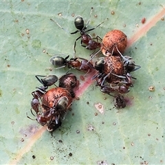 Iridomyrmex purpureus at Wodonga, VIC - 17 Sep 2025 09:30 AM
