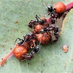 Iridomyrmex purpureus at Wodonga, VIC - 17 Sep 2025 09:30 AM