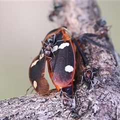 Eurymela fenestrata (Gum tree leafhopper) at Wodonga, VIC - 17 Sep 2025 by KylieWaldon