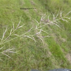 Aristida queenslandica var. queenslandica at Shannondale, NSW - 15 Apr 2009 by PEdwards