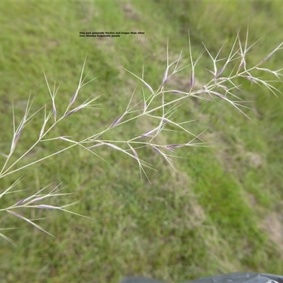 Aristida queenslandica var. queenslandica at Shannondale, NSW - 15 Apr 2009 by PEdwards