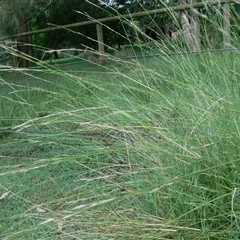 Aristida ramosa at Shannondale, NSW - 20 Jan 2008 by PEdwards