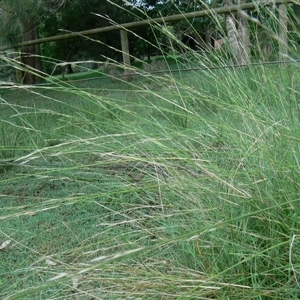 Aristida ramosa at Shannondale, NSW - 20 Jan 2008 by PEdwards