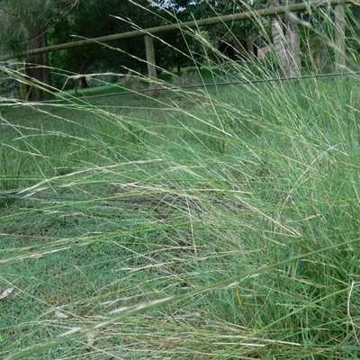 Aristida ramosa at Shannondale, NSW - 20 Jan 2008 by PEdwards