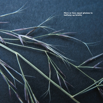 Aristida vagans at Shannondale, NSW - 4 Apr 2025 by PEdwards