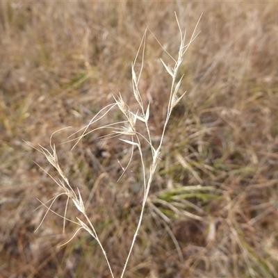 Austrostipa pubescens at Shannondale, NSW - 11 Jul 2018 by PEdwards