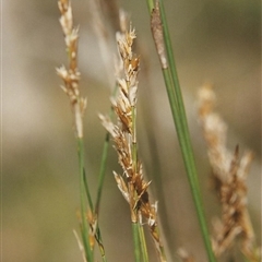 Baloskion tetraphyllum subsp. tetraphyllum at suppressed - 27 Dec 2008 02:53 AM