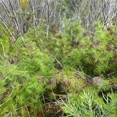 Baloskion tetraphyllum subsp. tetraphyllum at suppressed - 27 Dec 2008 02:53 AM