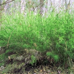Baloskion tetraphyllum subsp. tetraphyllum at suppressed - 27 Dec 2008 02:53 AM