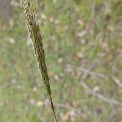Unverified Grass at Shannondale, NSW - 27 Feb 2011 by PEdwards