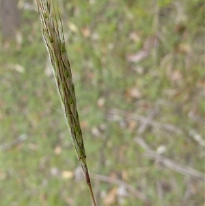 Unverified Grass at Shannondale, NSW - 27 Feb 2011 by PEdwards