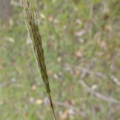 Unverified Grass at Shannondale, NSW - 27 Feb 2011 by PEdwards