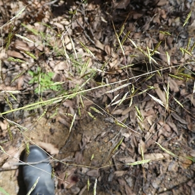 Capillipedium parviflorum at Shannondale, NSW - 17 Feb 2009 by PEdwards
