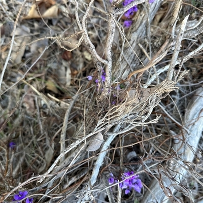 Exocarpos cupressiformis at Aranda, ACT - 17 Sep 2025 by lbradley