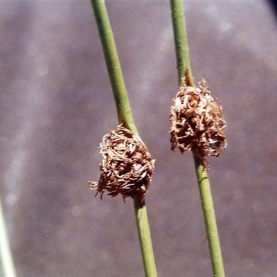Unverified Rush, Sedge or Mat Rush at Shannondale, NSW - 17 Sep 2025 by PEdwards