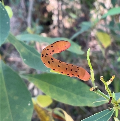 Capusa cuculloides (White-winged Wedge-moth) at Ulladulla, NSW - 17 Sep 2025 by Jennybach