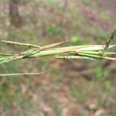 Cymbopogon refractus (Barbed-wire Grass) at Shannondale, NSW - 5 Feb 2017 by PEdwards