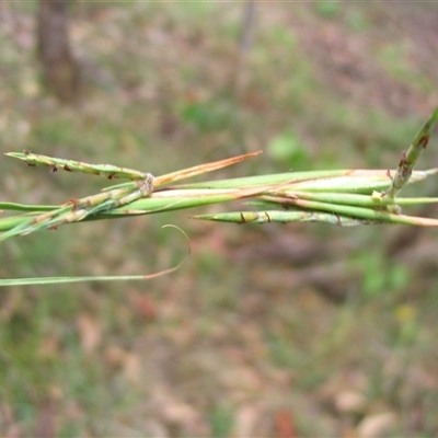 Cymbopogon refractus (Barbed-wire Grass) at Shannondale, NSW - 5 Feb 2017 by PEdwards