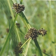 Unverified Rush, Sedge or Mat Rush at Shannondale, NSW - 17 Jan 2009 by PEdwards
