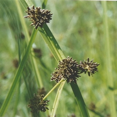 Unverified Rush, Sedge or Mat Rush at Shannondale, NSW - 17 Jan 2009 by PEdwards
