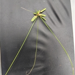 Cyperus eglobosus at Shannondale, NSW - 26 Jan 2025 by PEdwards