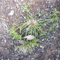 Unverified Rush, Sedge or Mat Rush at Shannondale, NSW - 22 Apr 2020 by PEdwards