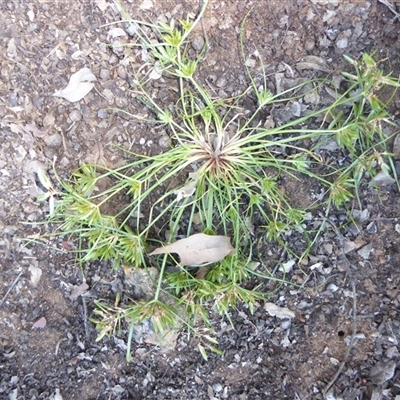 Unverified Rush, Sedge or Mat Rush at Shannondale, NSW - 22 Apr 2020 by PEdwards