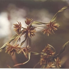 Cyperus eragrostis at Shannondale, NSW - 17 Sep 2025 by PEdwards